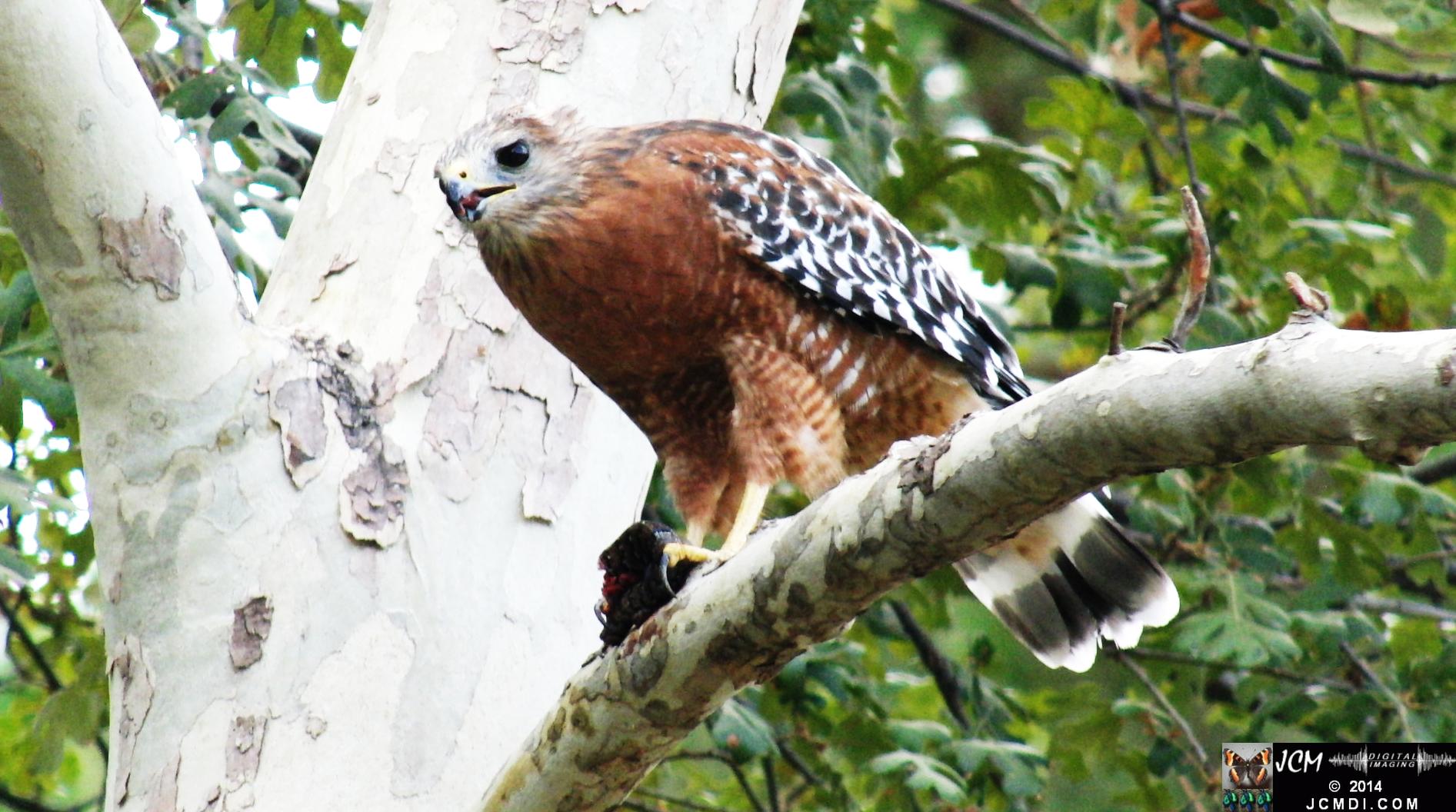 Still image of Red-Shouldered Hawk eating an Alligator Lizard � from the YouTube video